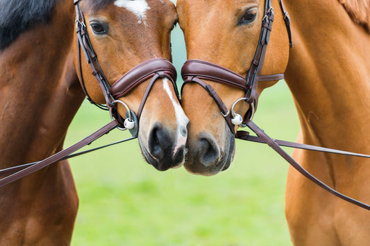 Exploring The Importance of Using the Correct Size Bit for Your Horse