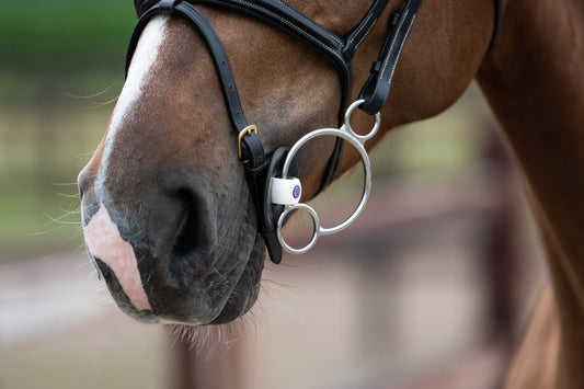 Exploring the Different Side Pieces for Snaffle Bits