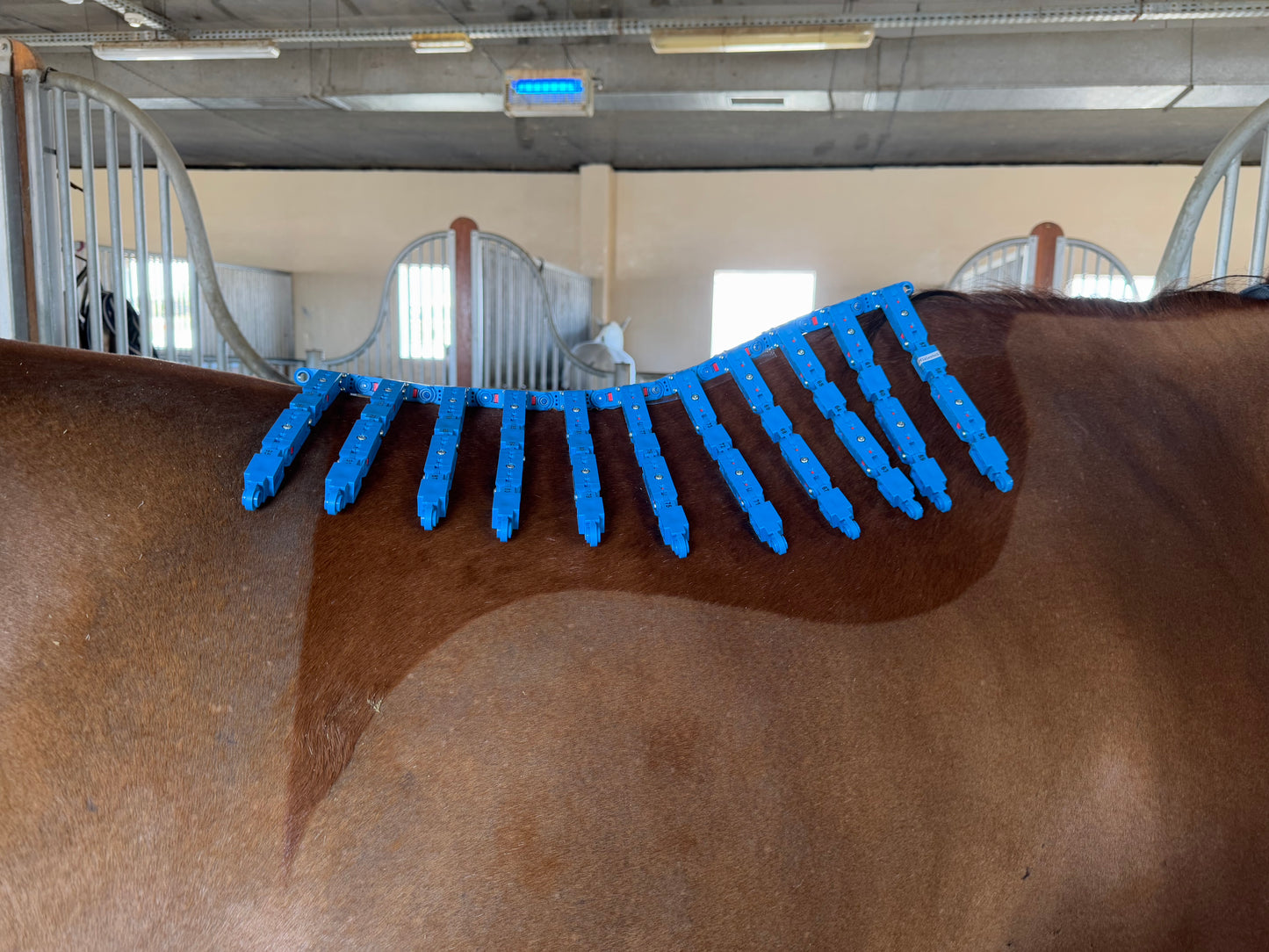 EQUIscan® + Saddle Assessment