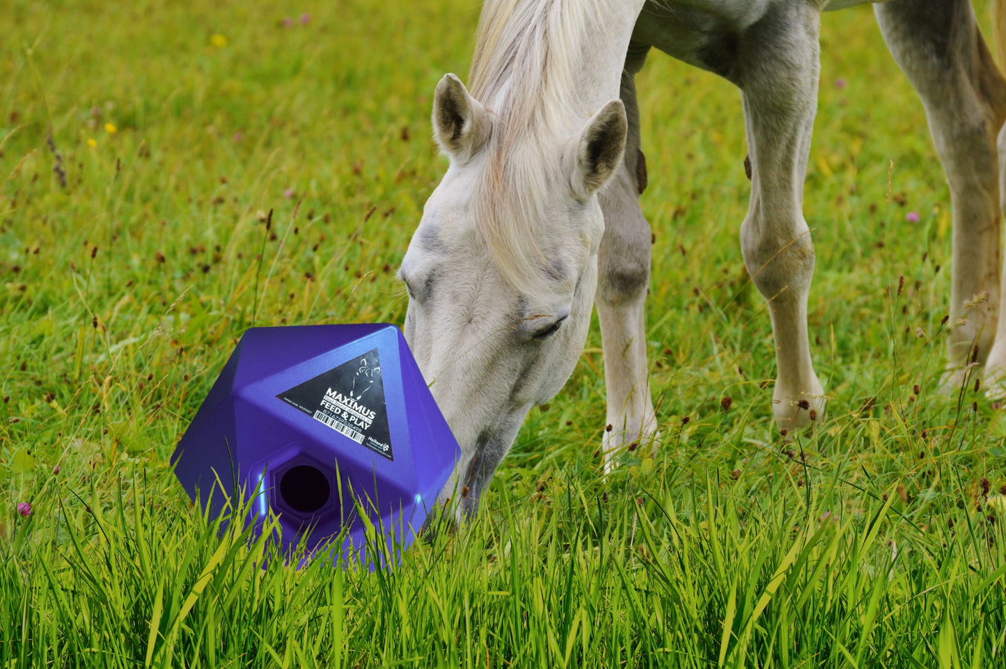 Feed and Play Cube - Blue