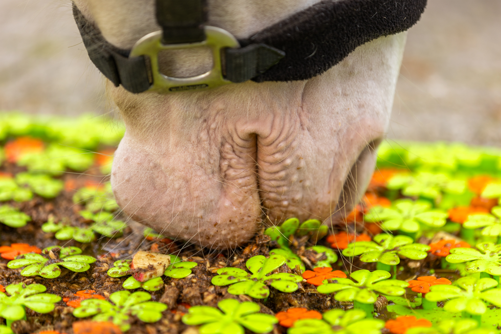 Forage Snuffle Mat
