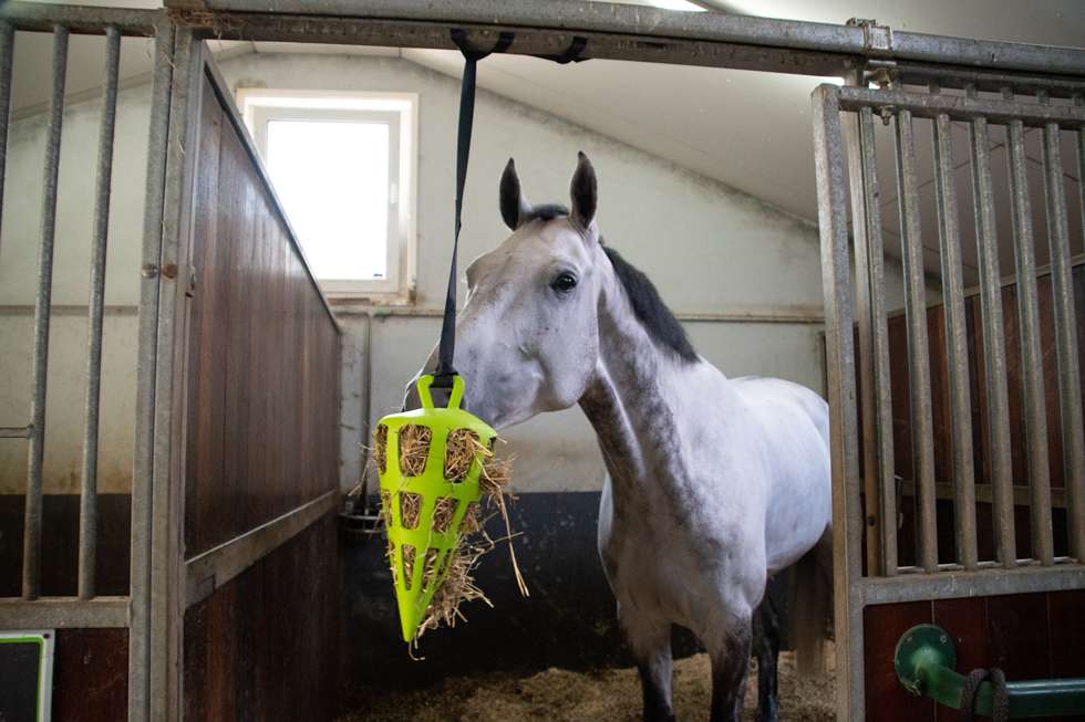 Hay Slow Feeder Fun & Flex Carrot - Green