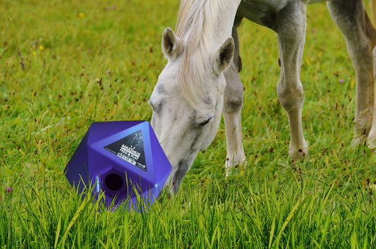 Feed and Play Cube - Blue